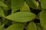 Wrinkleleaf goldenrod